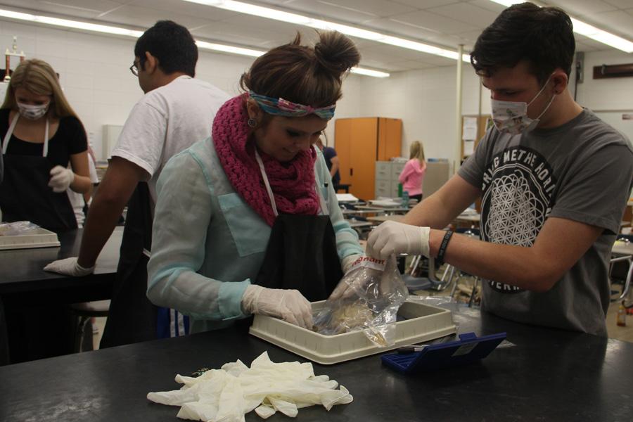 Pdf Anatomy And Physiology College Class anatomy class dissects rats lake central news Pdf Anatomy And Physiology College Class anatomy class dissects rats lake central news