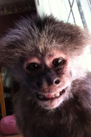 Indy smiles for the camera. Montella has grown up with Indy and the monkey has been a major part of her life. Picture submitted by Jessica Montella (11).